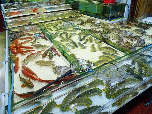 Aquarien mit Seafood im Fischerdorf Lei Yue Mun