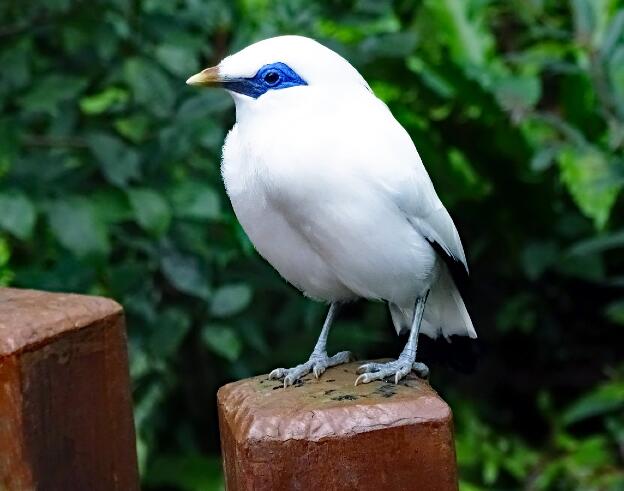 Bali Starling im Edward Youde Aviary in Central, Hongkong